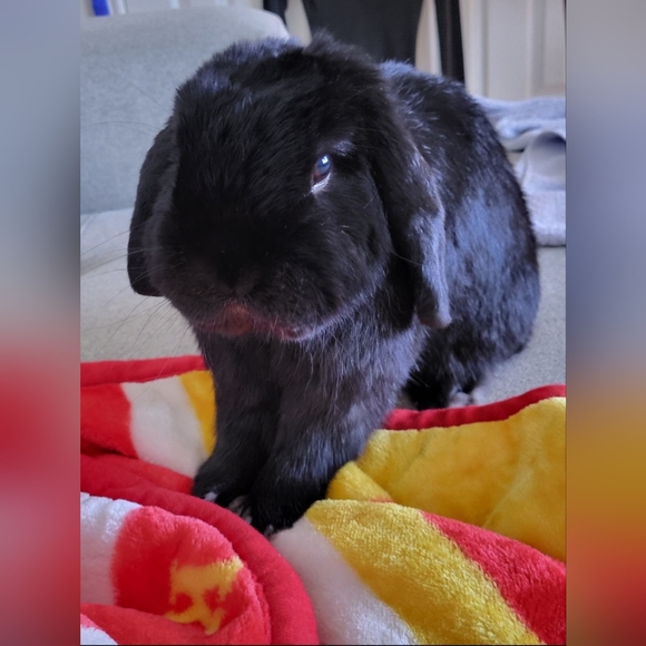 Bags, twillies, scarves, clothes, shoes, jackets, etc. - Picture 5 of 16